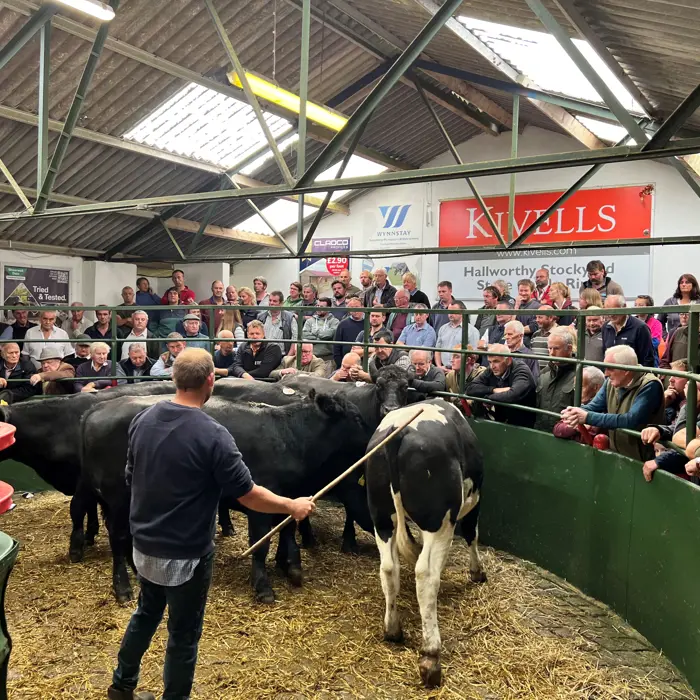 Cows in ring at Hallworthy Stockyard