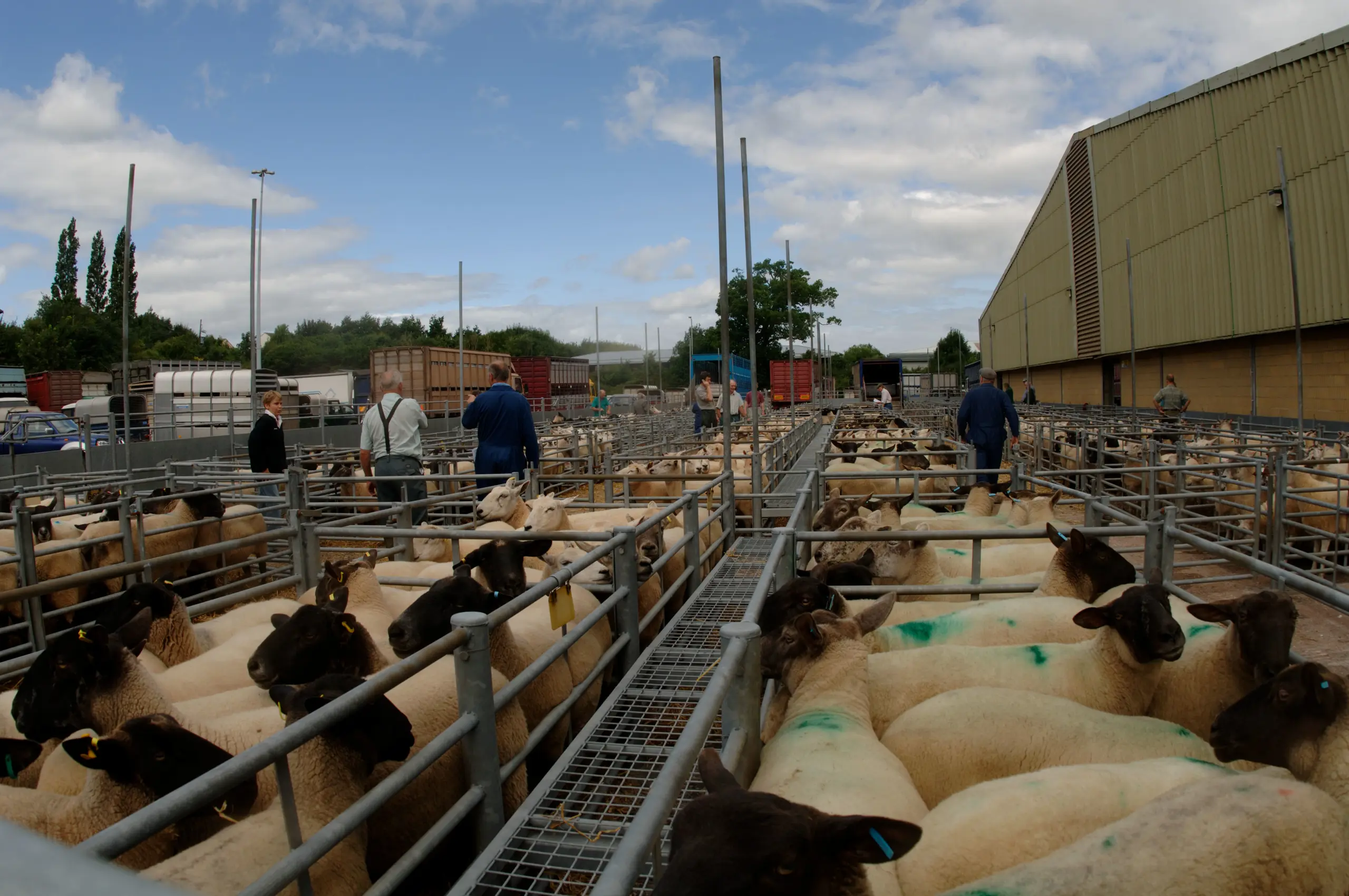 Sheep at Exeter Livestock Centre