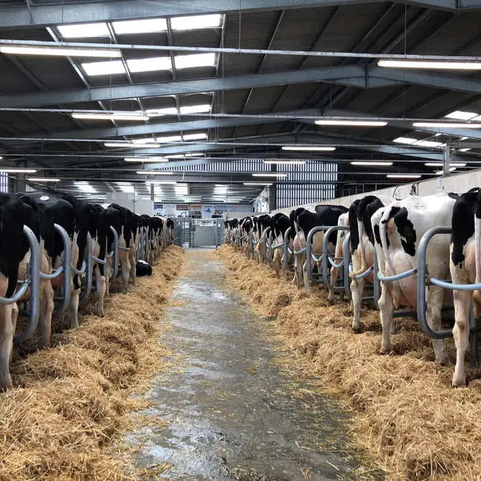 Cow lines at Holsworthy Livestock Market