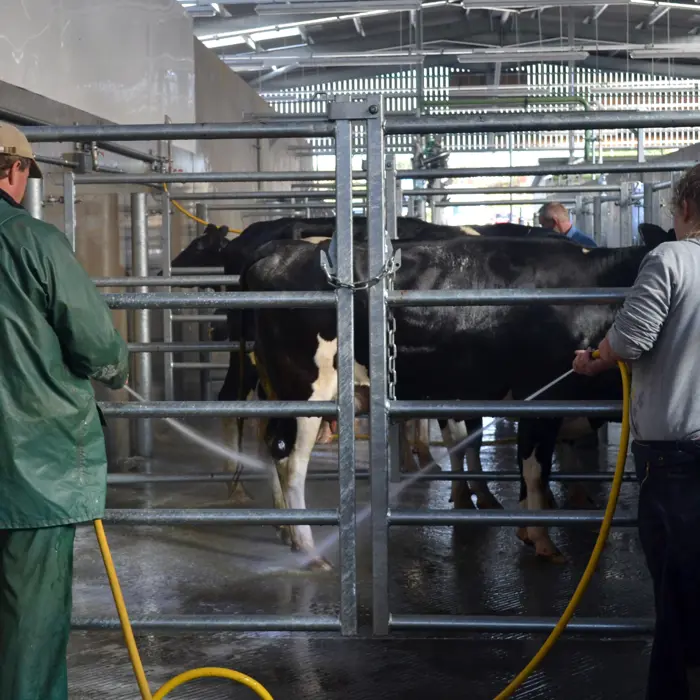 Staff cow washing at Holsworthy Livestock Market