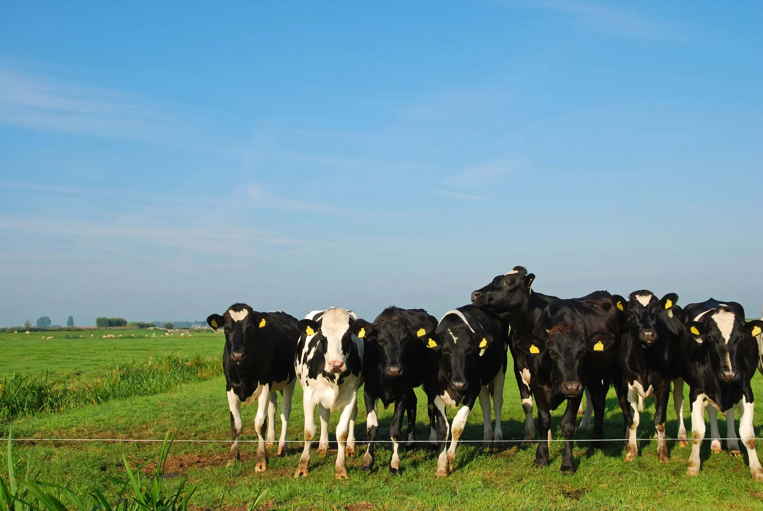 Kivells Agriculture and Livestock Department